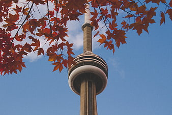 CN Tower framed by autumn maple leaves against blue sky