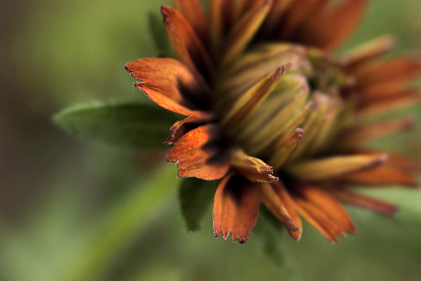 Close-up of a wilting orange zinnia flower bud
