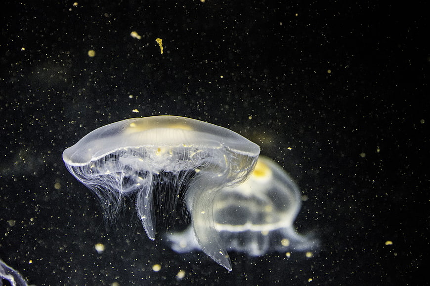 Two translucent jellyfish swimming in dark underwater environment