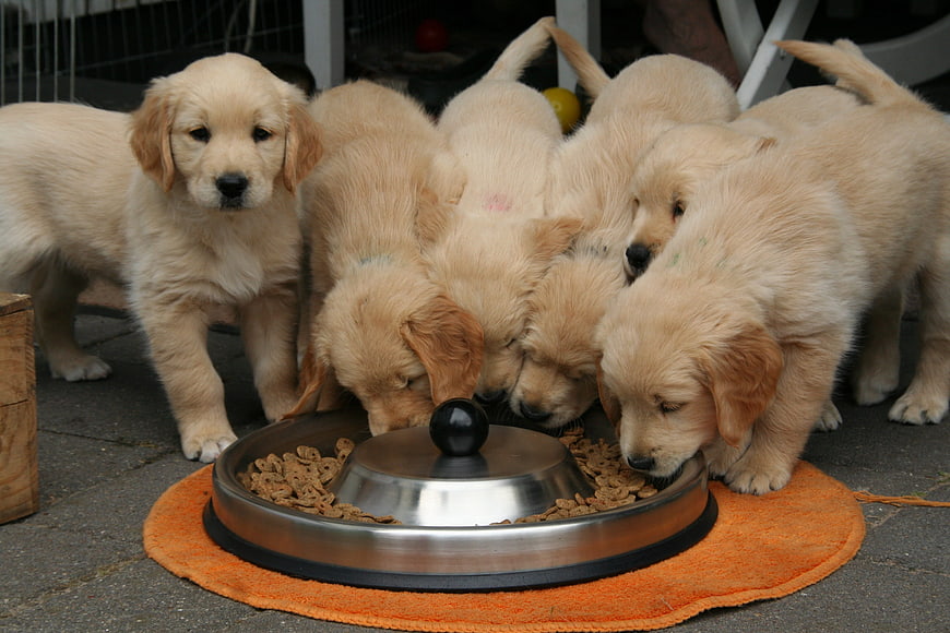 Golden Retriever Puppies Eating from a Bowl