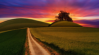 Vibrant Sunset Landscape with Rolling Hills and Lonesome Tree