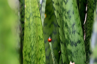 Red Ladybug on Green Snake Plant Leaf Macro