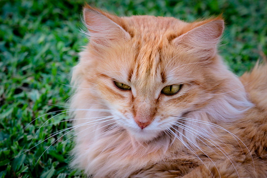 Close-up portrait of a fluffy orange tabby cat on grass