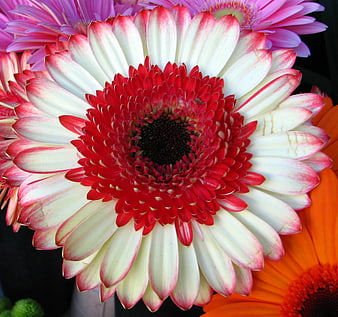 Close-up of vibrant red and white gerbera daisy flower