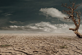 Dead Tree in Cracked Arid Desert Landscape