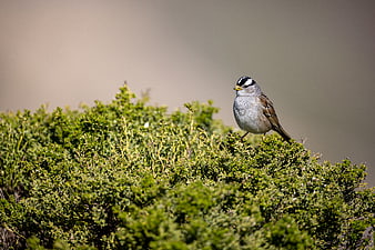 White-crowned Sparrow Perched on Green Bush