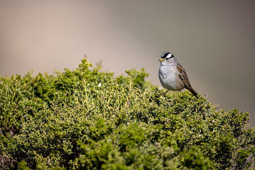 White-crowned Sparrow Perched on Green Bush