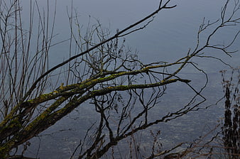 Mossy branches over calm lake water reflection