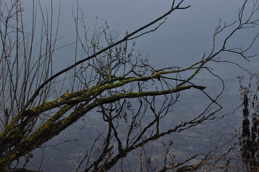 Mossy branches over calm lake water reflection