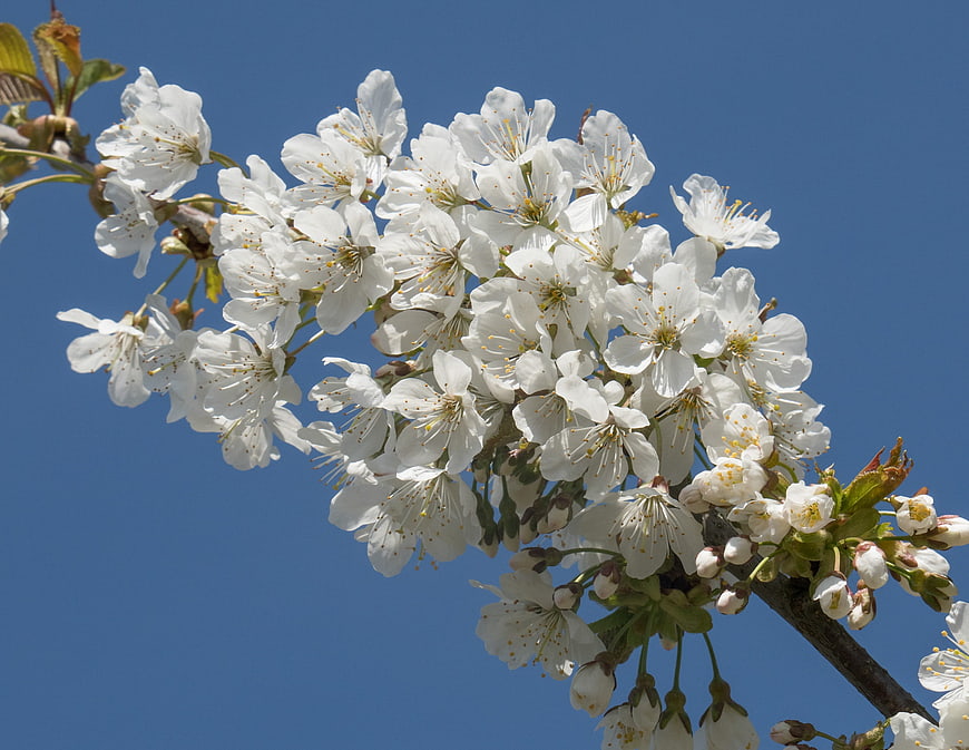 White cherry blossoms blooming against a clear blue sky