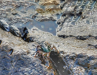 Blue crab on wet rocks in tide pool