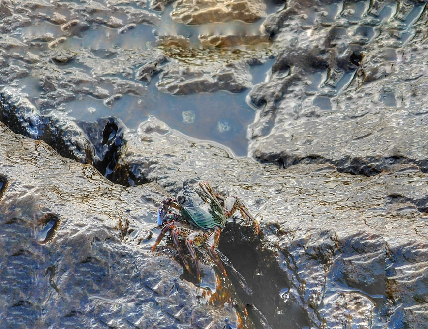 Blue crab on wet rocks in tide pool