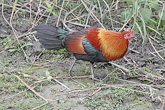 Red Jungle Fowl Rooster Walking on Muddy Ground