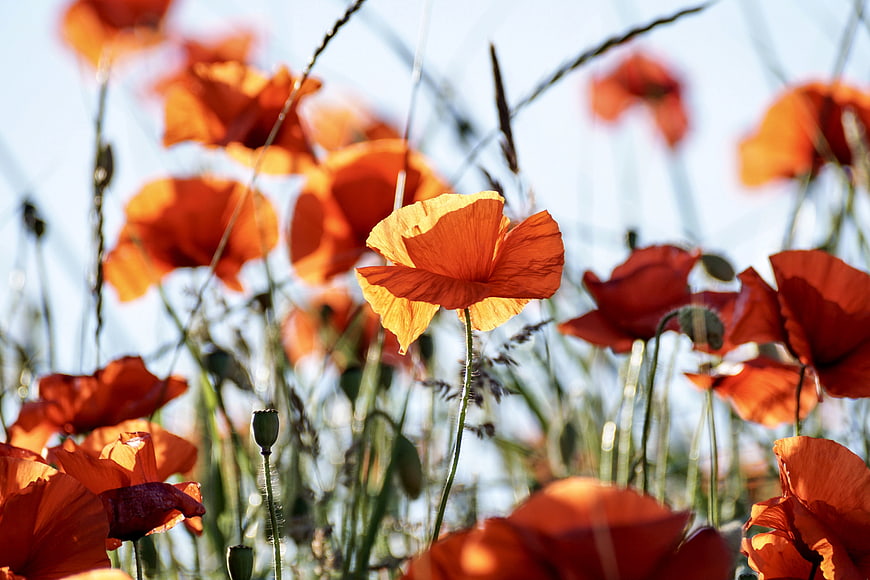 Vibrant Red Poppies Blooming In A Sunny Meadow