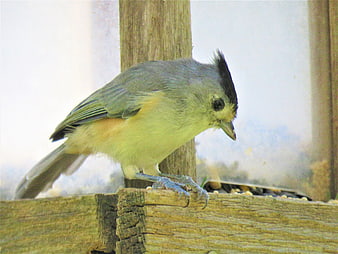 Tufted Titmouse perched on wooden bird feeder