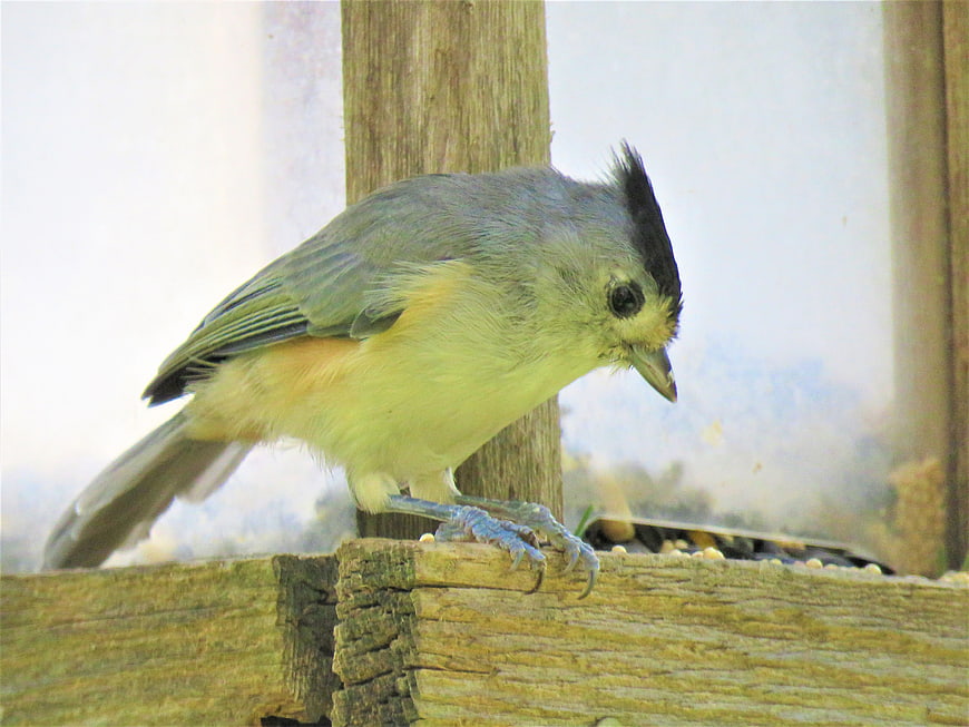 Tufted Titmouse perched on wooden bird feeder