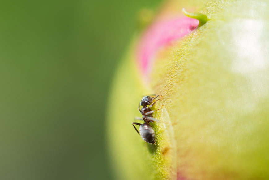 Macro Photography of Ant on Green Plant Bud
