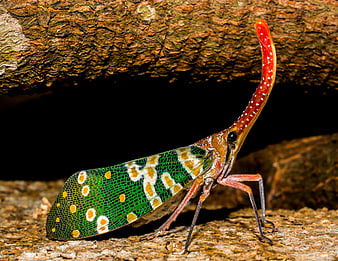 Close-up of a colorful lanternfly on tree bark
