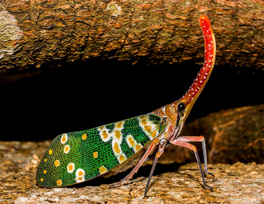 Close-up of a colorful lanternfly on tree bark