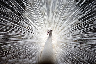Majestic White Peacock Displaying Feathers in Full Fan