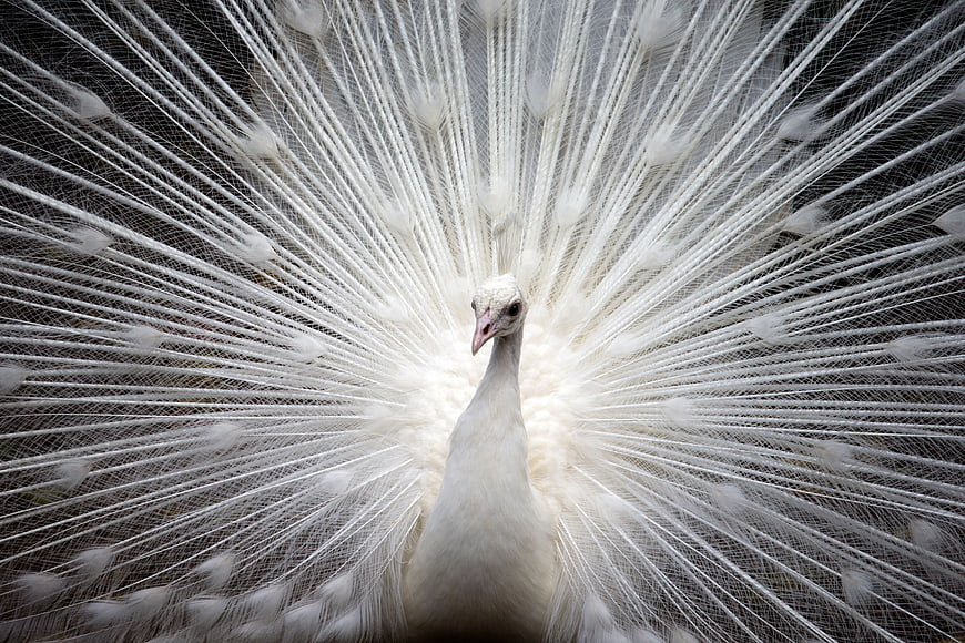 Majestic White Peacock Displaying Feathers in Full Fan