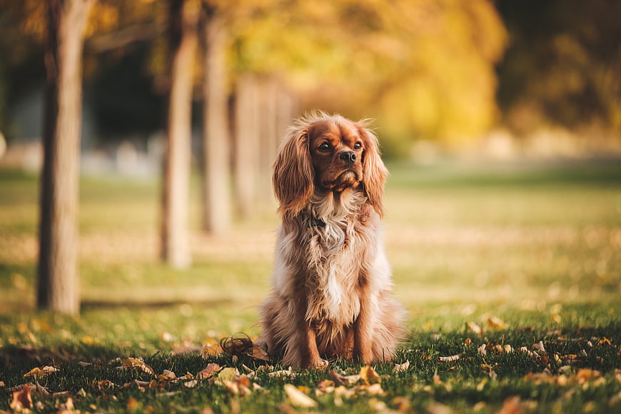 Cavalier King Charles Spaniel Sitting in Autumn Park