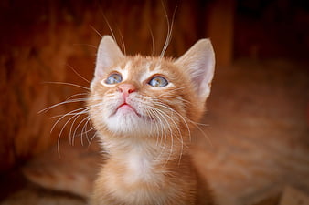 Close-up portrait of a cute orange kitten looking upward