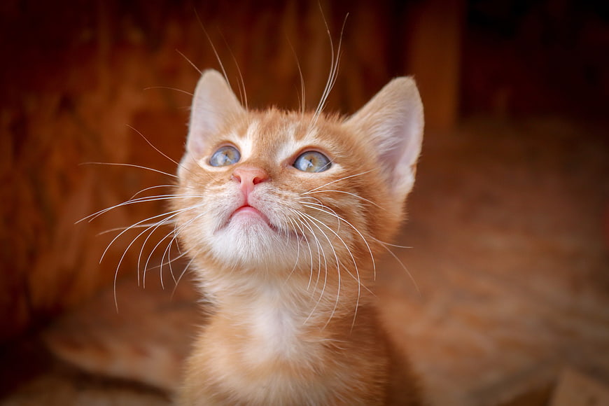 Close-up portrait of a cute orange kitten looking upward