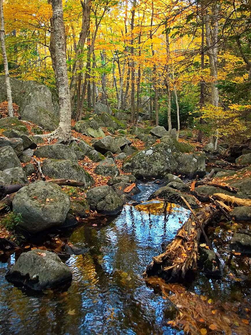 Serene Autumn Forest Stream with Golden Foliage and Rocks