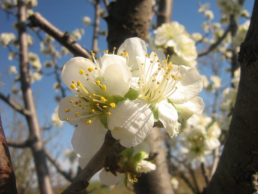Close-up of white spring blossoms on a tree branch against blue sky