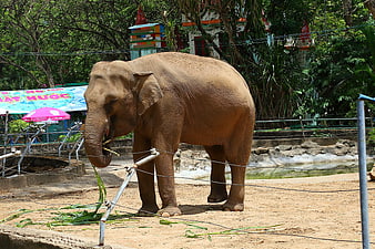 Asian Elephant Eating Grass In Captive Enclosure