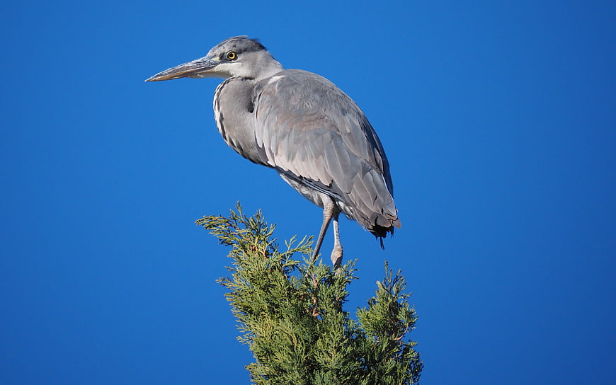 Grey Heron Perched on Tree Top Against Blue Sky