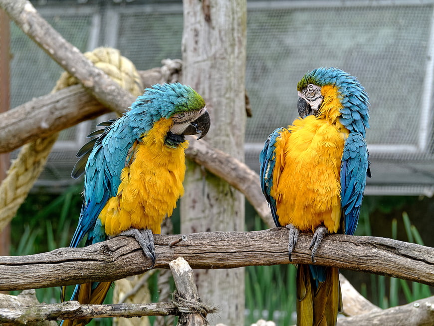 Two Blue And Gold Macaws Perched On Branch