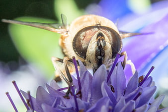 Macro Close-Up of Hoverfly on Purple Flower