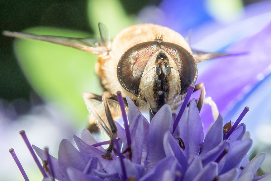Macro Close-Up of Hoverfly on Purple Flower