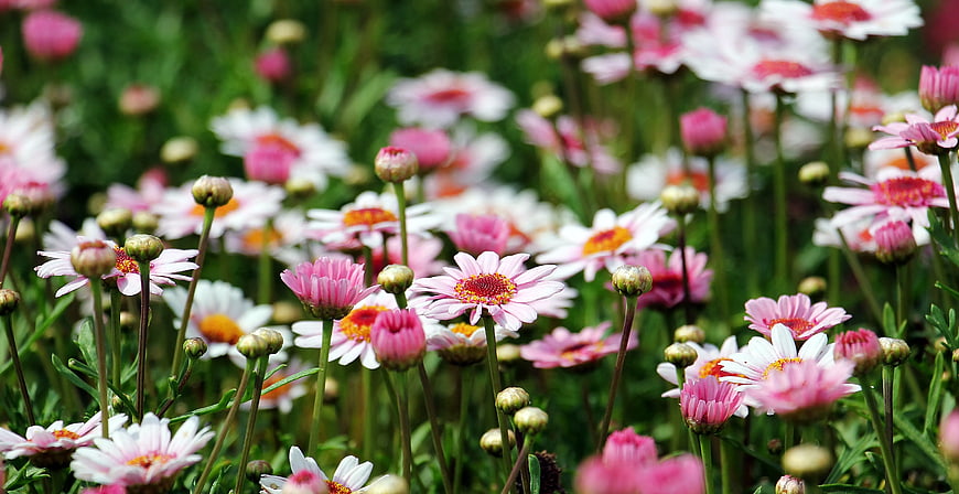 Pink and White Osteospermum Daisy Flowers in Garden
