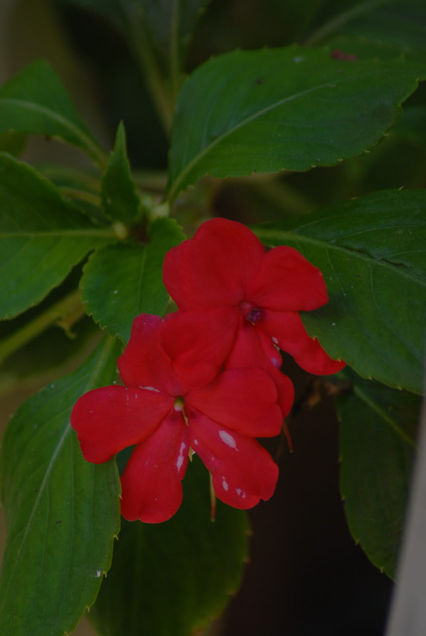 Close-up of vibrant red impatiens flowers with green leaves