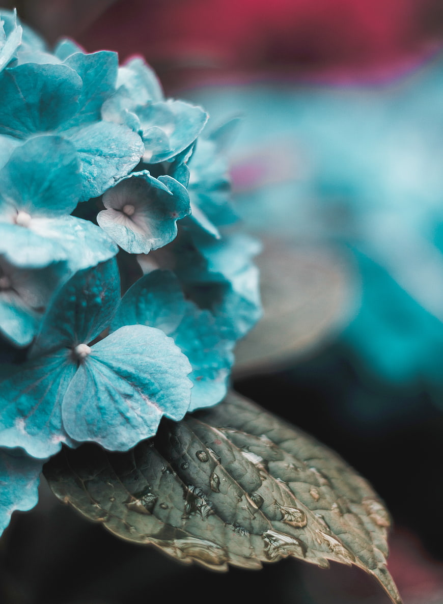 Close-up of Blue Hydrangea Flower with Water Droplets