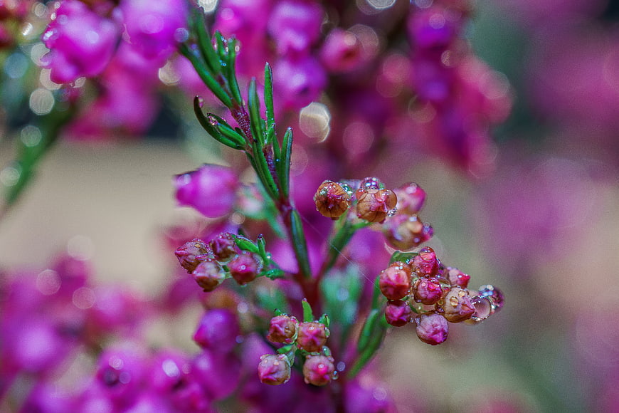 Close-up of purple heather with water droplets