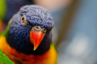 Close-up of a colorful Rainbow Lorikeet bird head