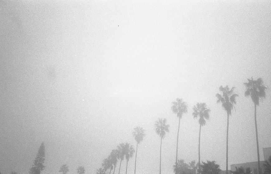 Vintage black and white palm trees in foggy atmosphere