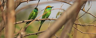Two Green Bee-eaters Perched on a Branch in Nature