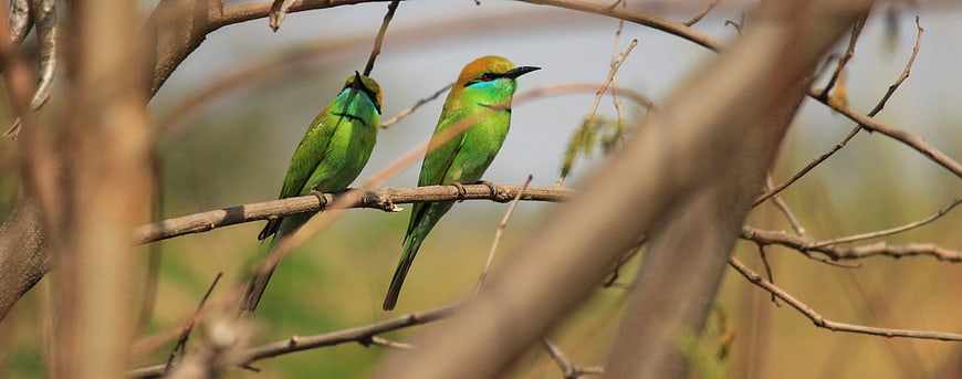 Two Green Bee-eaters Perched on a Branch in Nature