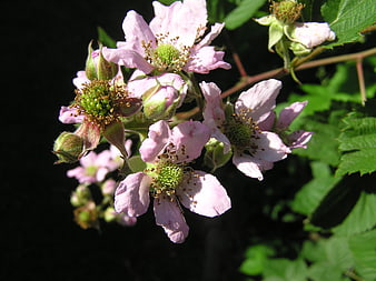 Close-up of pink wild blackberry flowers in sunlight