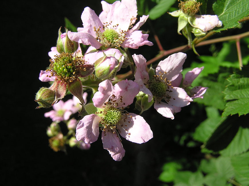 Close-up of pink wild blackberry flowers in sunlight