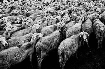 Black and white photo of a dense flock of sheep
