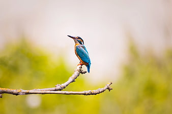 Common Kingfisher Perched on Branch with Blurred Background