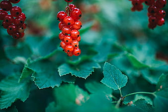 Close-up of ripe red currants on a bush