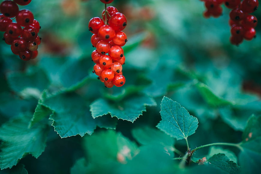 Close-up of ripe red currants on a bush