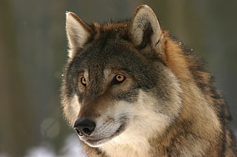 Close-up portrait of a wild gray wolf in nature